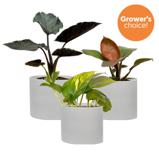 multipack plant pots Mystery Bundle (White Pots) | Exclusive Bundle