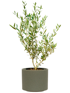 Olea | Olive Tree (L)