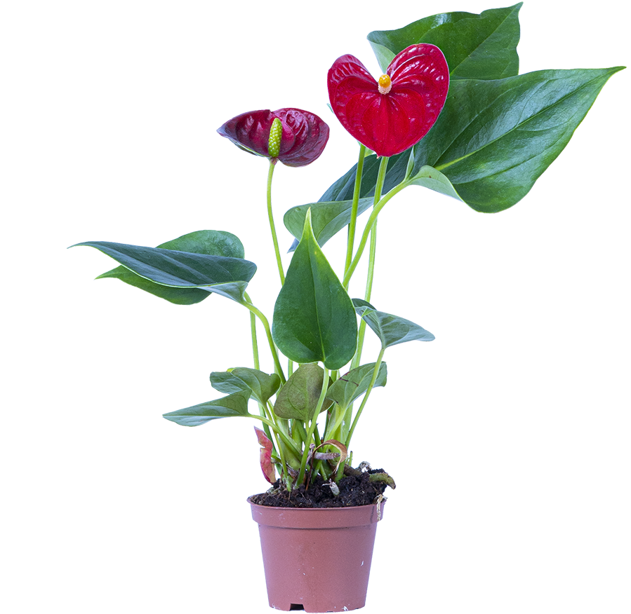 Red Anthurium (XS)