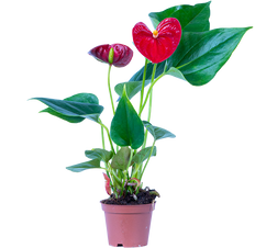 Red Anthurium (XS)