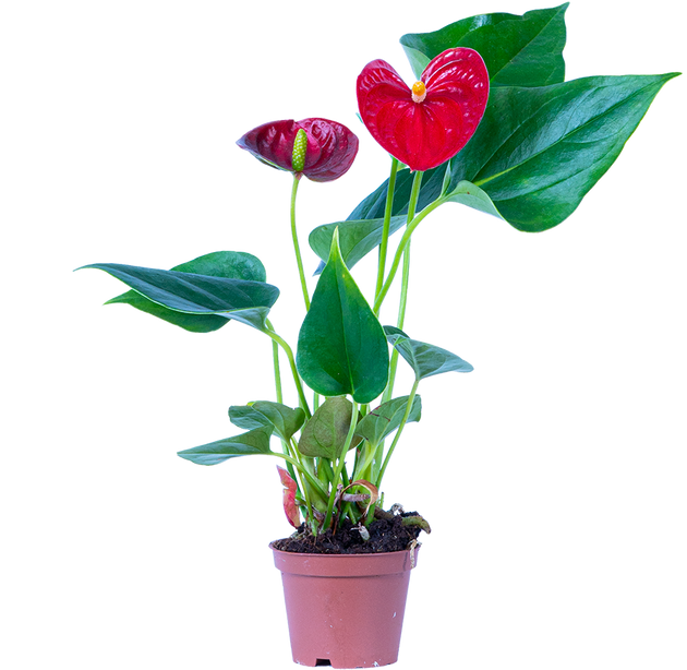 anthurium baby red Red Anthurium | 2.5