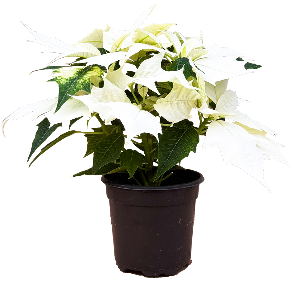 Poinsettia | Alaska White (S)