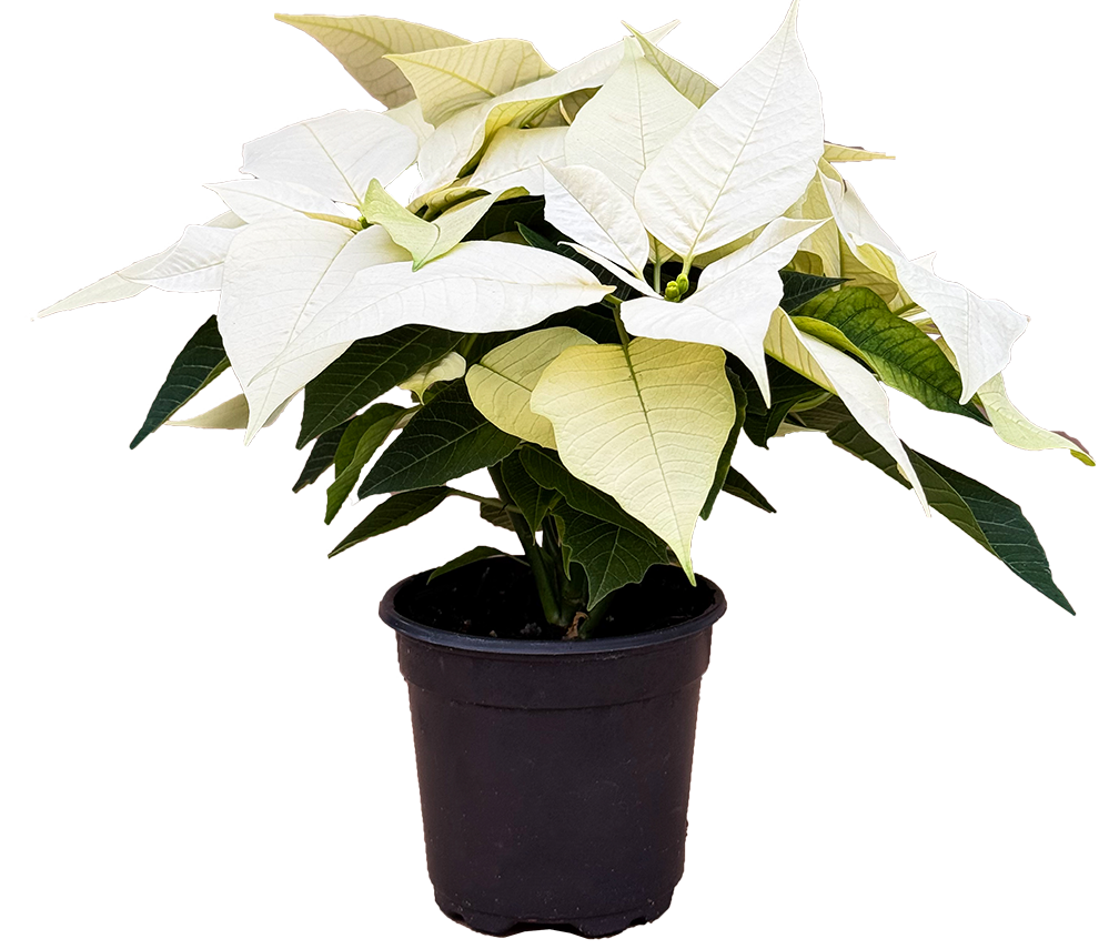 Poinsettia | Joy White (S)
