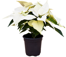 Poinsettia | Joy White (S)