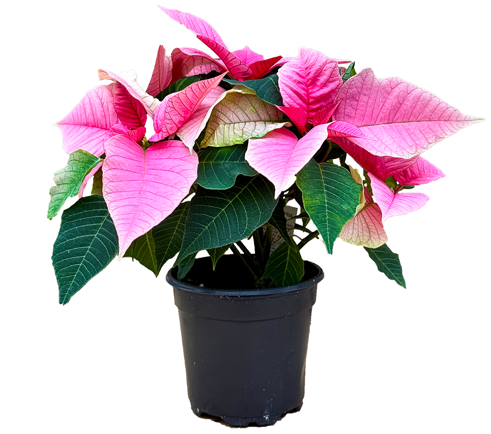 Poinsettia | Pink (S)