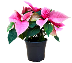 Poinsettia | Pink (S)