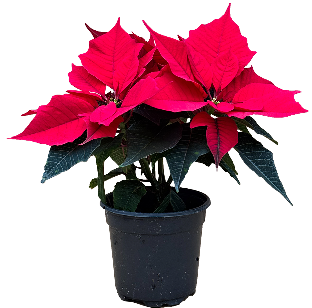 Poinsettia Red | Holly Berry (S)