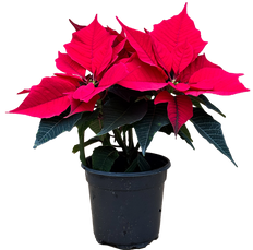 Poinsettia Red | Holly Berry (S)