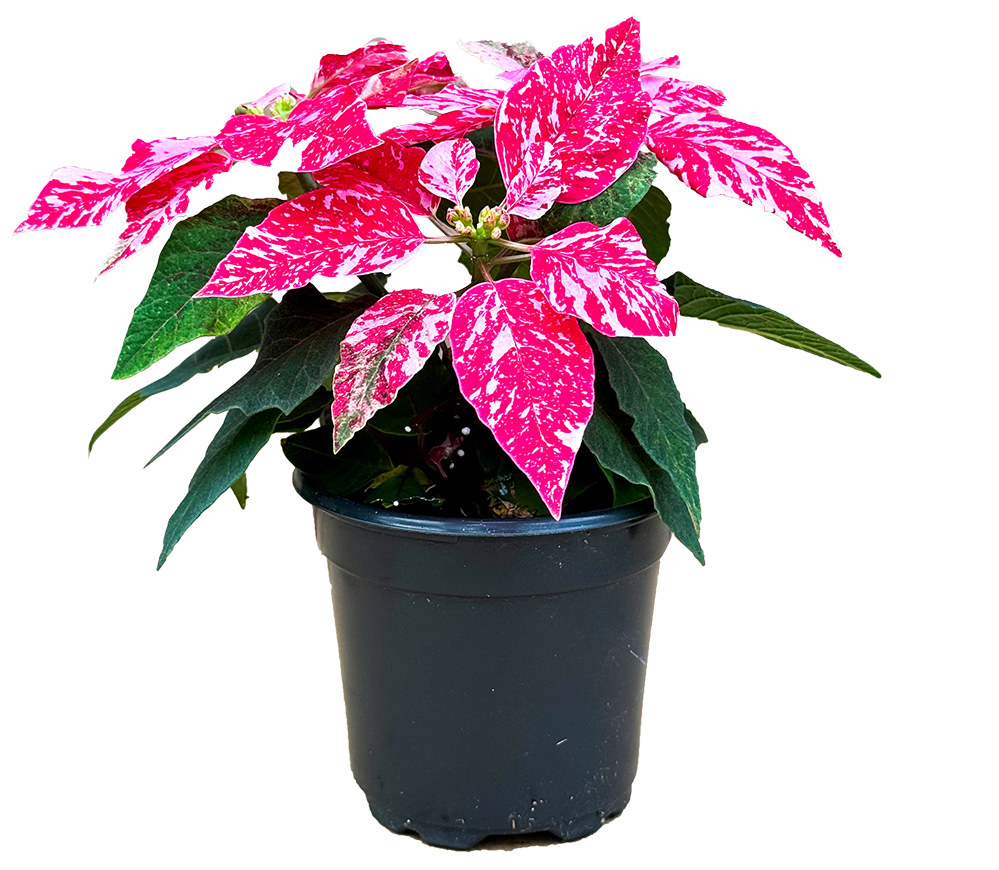 Poinsettia | Sparkling Rouge (S)