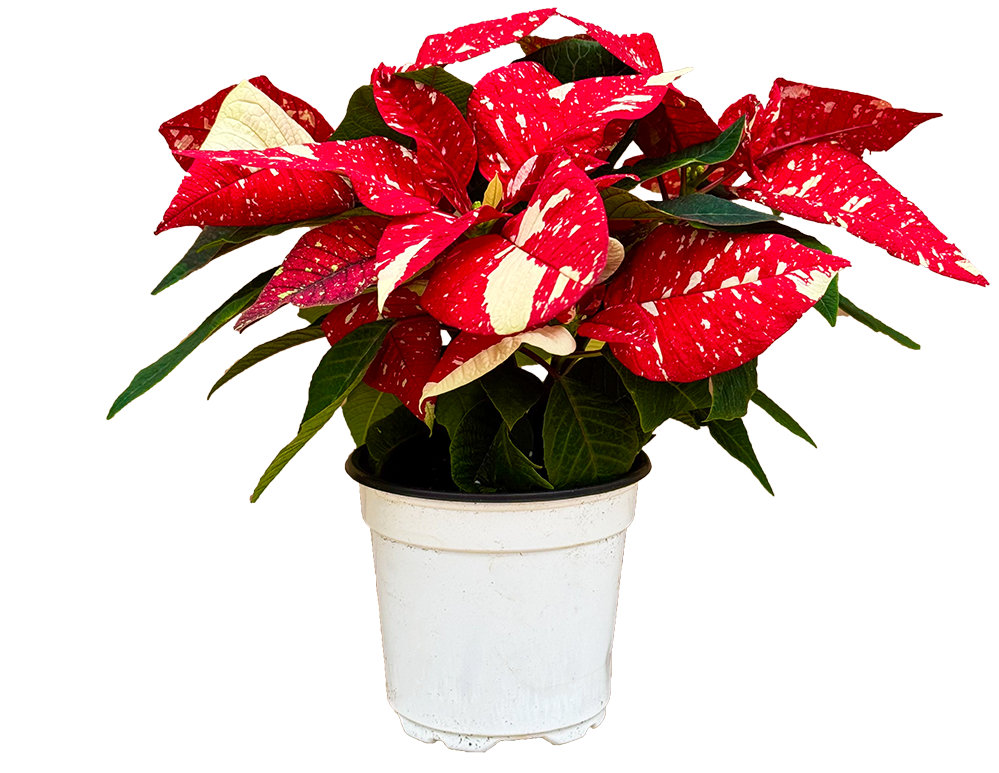 Poinsettia | Superba Glitter (S)