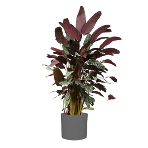 Ctenanthe Oppenheimer | Prayer plant | 6