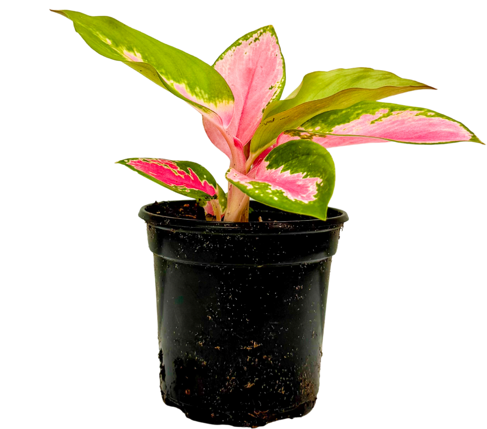 Aglaonema China Red (S)