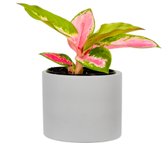 Aglaonema China Red (S)
