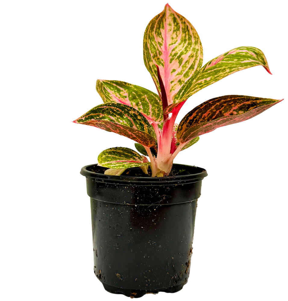 Aglaonema Golden Powder | Chinese Evergreen (S)