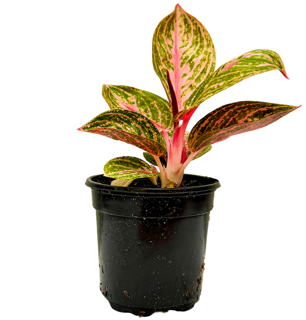 aglaonema gold powder Aglaonema Golden Powder
