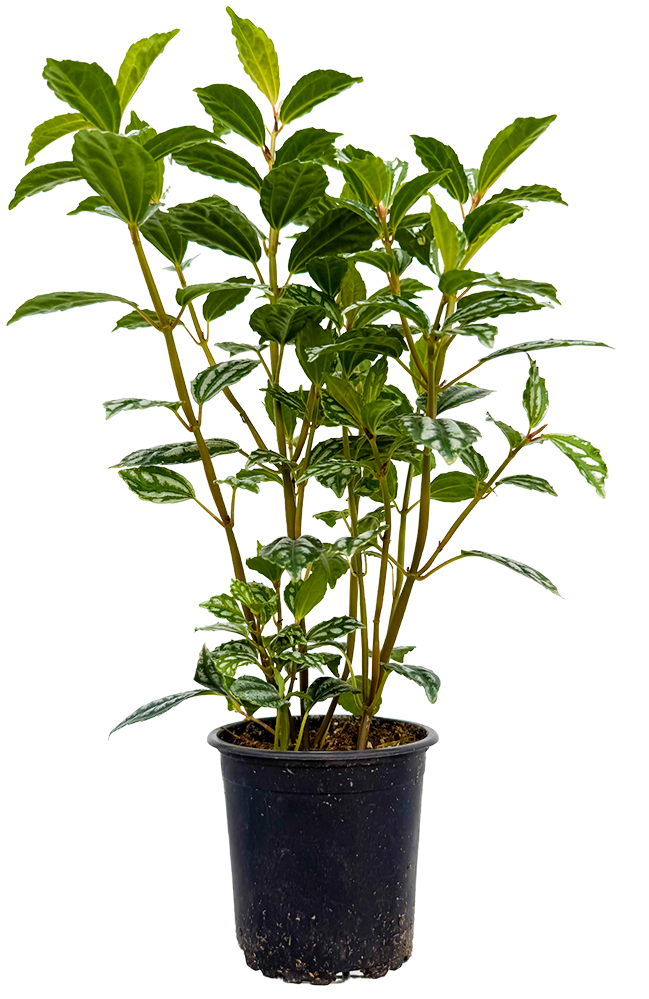 Pilea Cadierei | Aluminum Plant (S)
