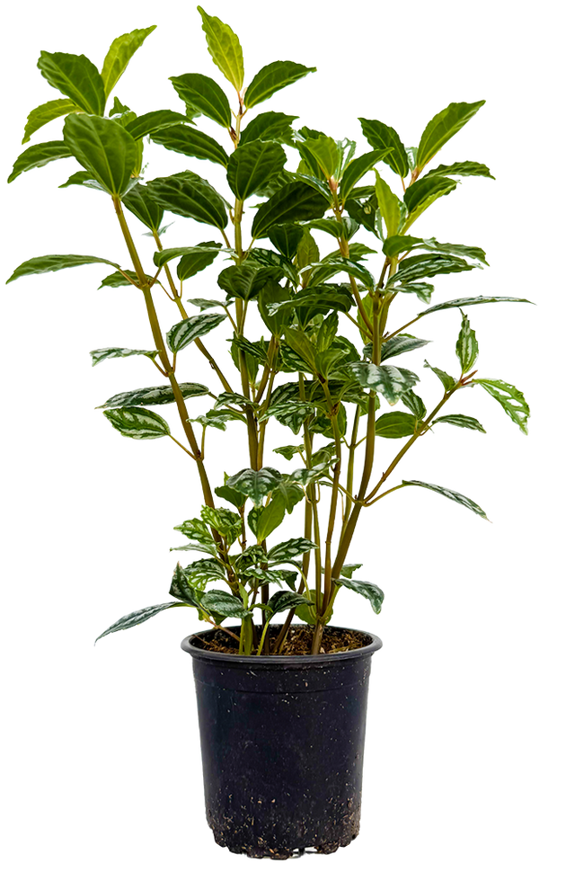 aluminum house plant Pilea Cadierei | Aluminum Plant | 4
