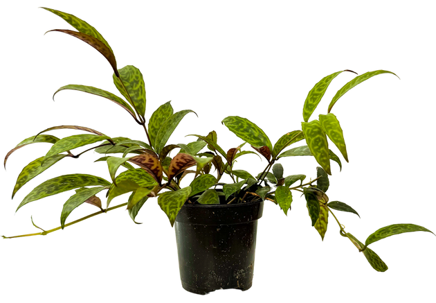 aeschynanthus radicans lipstick plant Aeschynanthus Longicaulis | Black Pagoda Lipstick Plant | 4
