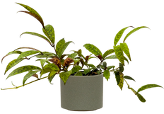 Aeschynanthus Longicaulis | Black Pagoda Lipstick Plant (S)