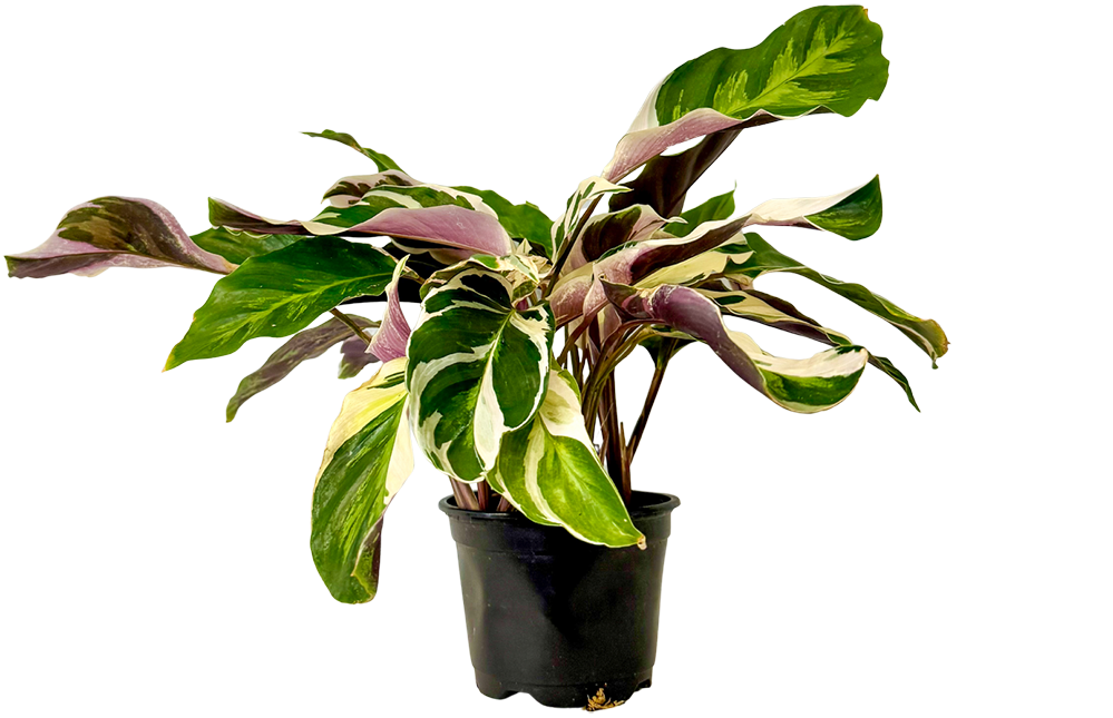 Calathea Leitzei | White Fusion (S)