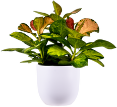 Hoya Australis Grande Variegata | Variegated Wax Plant (S)