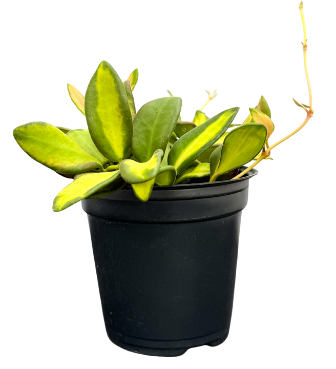 Hoya DS-70 Variegata | Variegated Wax Plant (S)