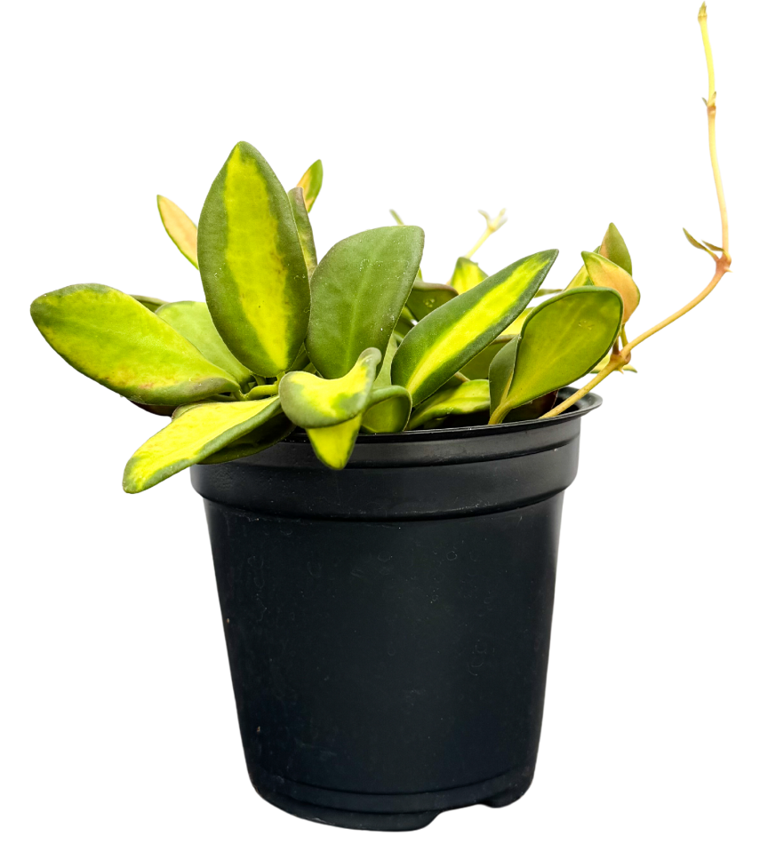 Hoya DS-70 Variegata | Variegated Wax Plant (S)