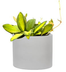 Hoya DS-70 Variegata | Variegated Wax Plant (S)