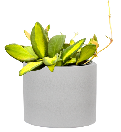 Hoya DS-70 Variegata | Variegated Wax Plant (S)