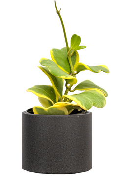 Hoya Kerrii Outer Variegated | Heartleaf Hoya (S)