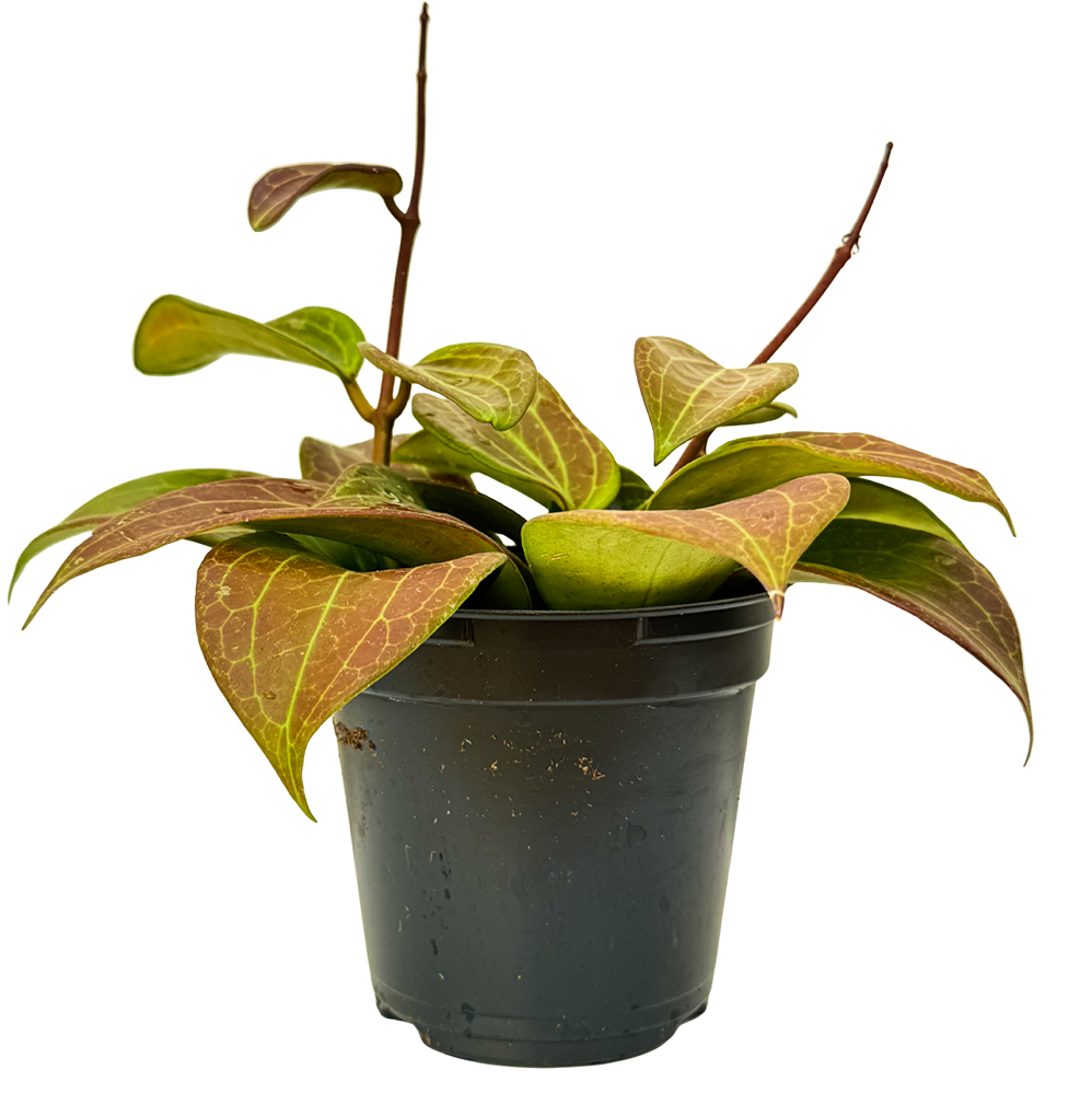 Hoya Quinquenervia | Wax Plant (S)