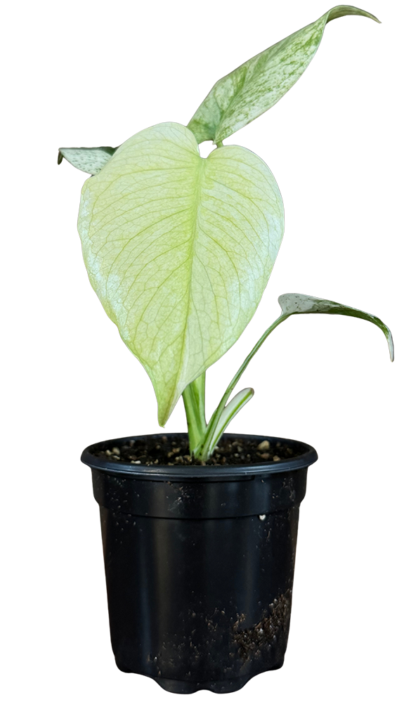 Monstera Deliciosa White Monster | Variegated Swiss Cheese Plant (S)