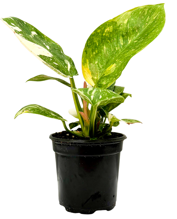 Philodendron Green Congo Marble Variegated (S)