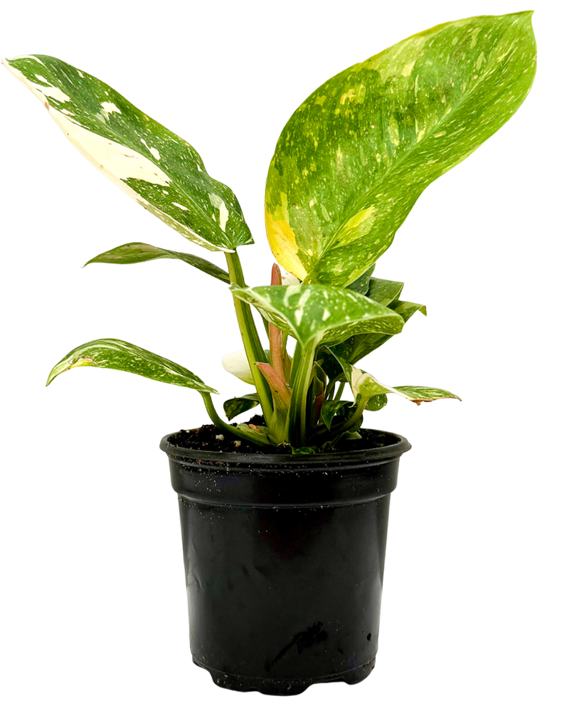 Philodendron Green Congo Marble Variegated (S)