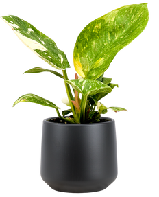 Philodendron Green Congo Variegated (S)