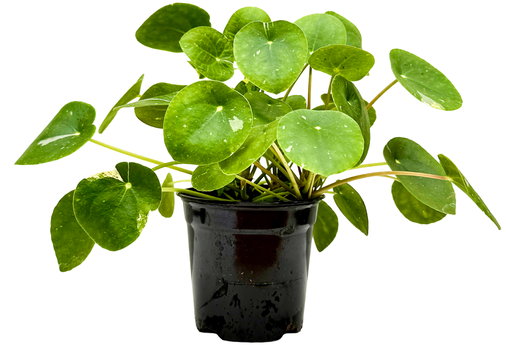 Pilea Peperomioides Variegated | White Splash Pancake Plant (S)