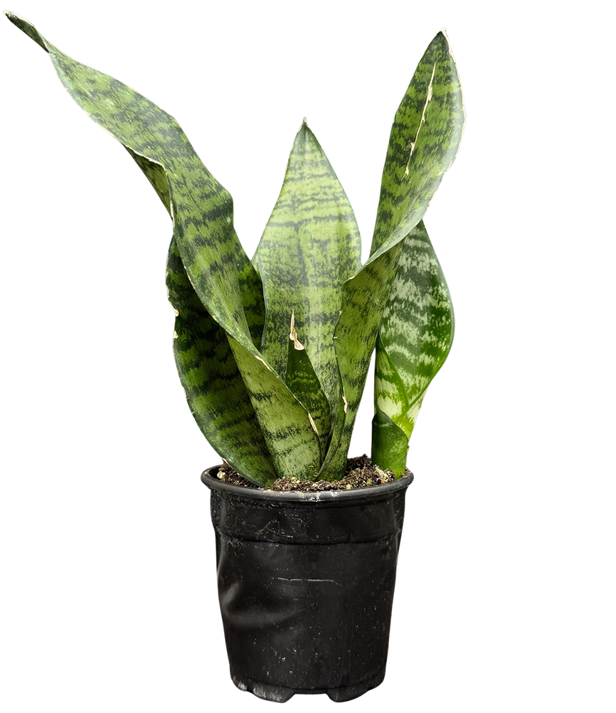 Sansevieria Trifasciata Robusta | Snake Plant (S)
