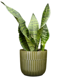 Sansevieria Trifasciata Robusta | Snake Plant (S)