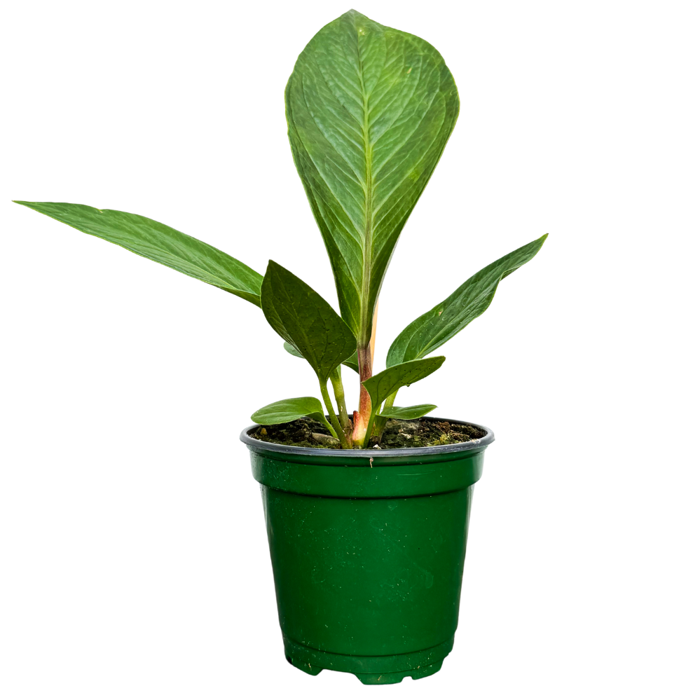 Anthurium Jenmanii (S)
