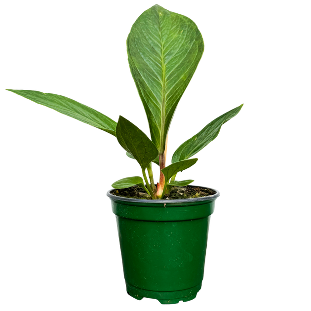 anthurium jenmanii price Anthurium Jenmanii (S)