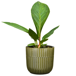 Anthurium Jenmanii | 4