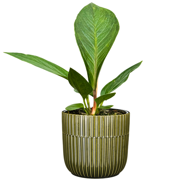 anthurium jenmanii golden Anthurium Jenmanii | 4" Pot | Easy Care Houseplant