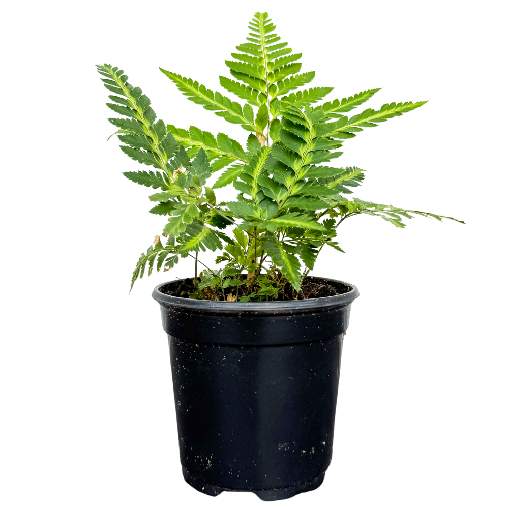 Arachniodes Simplicior | East Indian Holly Fern (S)