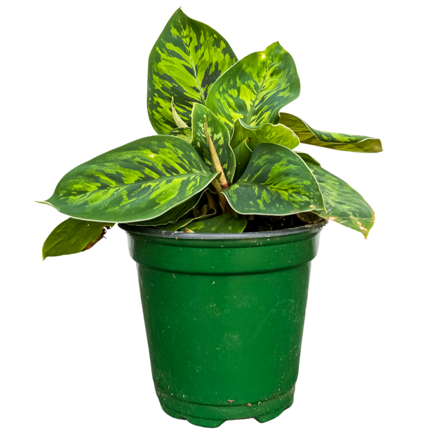 Homalomena Camouflage | 4