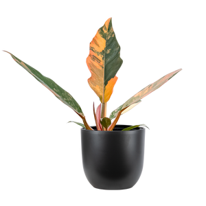 Philodendron Caramel Marble | 4