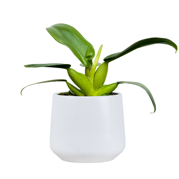 philodendron martianum for sale Philodendron Martianum Fat Boy (S)
