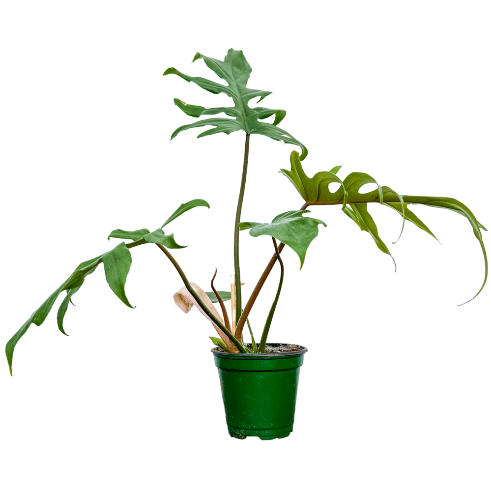 Philodendron Mayoi (M-6.5in)