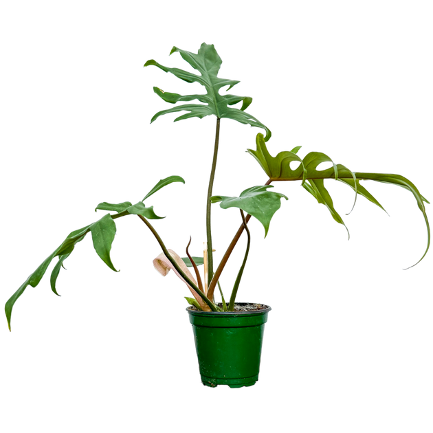 Philodendron Mayoi (M-6.5in)