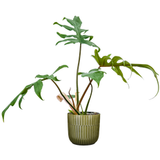 Philodendron Mayoi (M-6.5in)