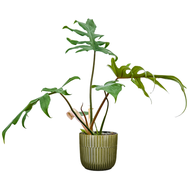 Philodendron Mayoi | 6.5" Pot | Easy Care Houseplant | Plantsome